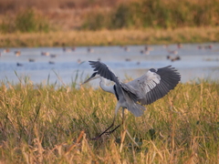 Ardea cocoi