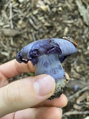 Phlegmacium velicopium