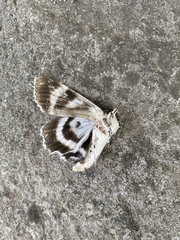 Catocala relicta