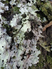 Ricasolia amplissima