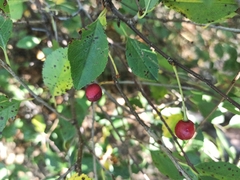 Prunus fruticosa