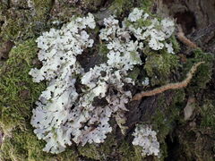 Ricasolia amplissima