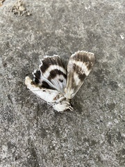Catocala relicta