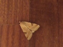 Heliothis peltigera