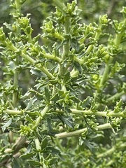 Baccharis pteronioides