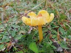 Hygrocybe