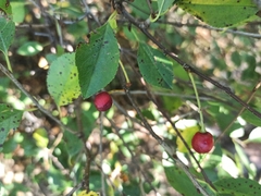 Prunus fruticosa