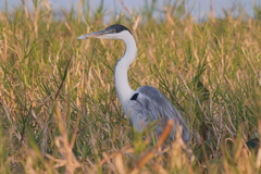 Ardea cocoi