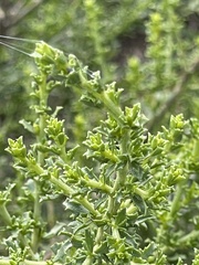 Baccharis pteronioides