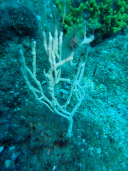 Eunicella singularis