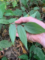 Prosartes hookeri