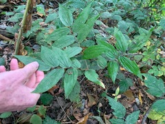 Prosartes hookeri