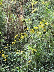 Thryothorus ludovicianus