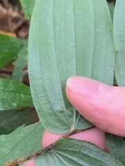 Prosartes hookeri
