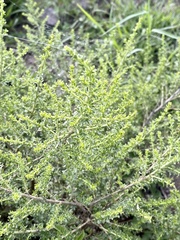 Baccharis pteronioides