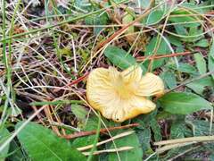 Hygrocybe