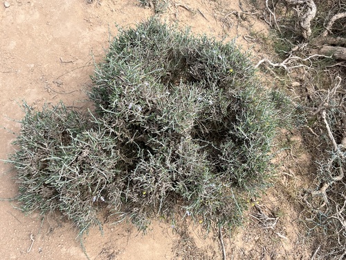 Teucrium chardonianum image