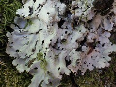 Ricasolia amplissima