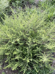 Baccharis pteronioides