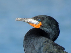 Phalacrocorax capensis