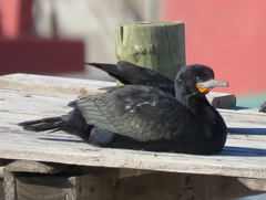 Phalacrocorax capensis