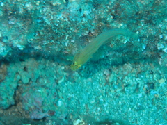Gobius auratus