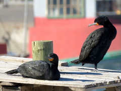 Phalacrocorax capensis