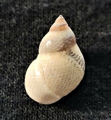 Littoraria pintado