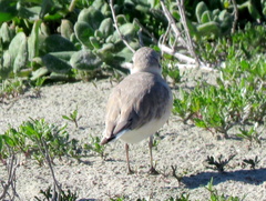 Charadrius marginatus marginatus
