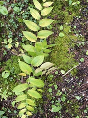 Streptopus lanceolatus