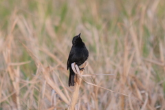Agelasticus cyanopus