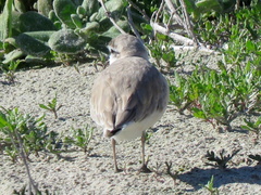 Charadrius marginatus marginatus