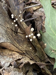 Marasmius capillaris