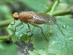 Heleomyzidae
