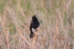 Agelasticus cyanopus