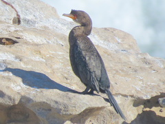 Microcarbo coronatus