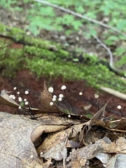 Marasmius capillaris