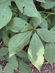Aesculus parviflora