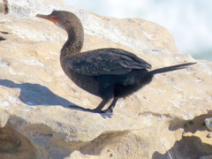 Microcarbo coronatus