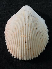 Vasticardium orbita