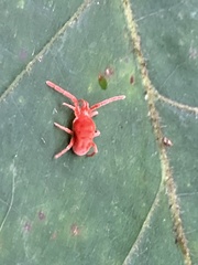Trombidioidea