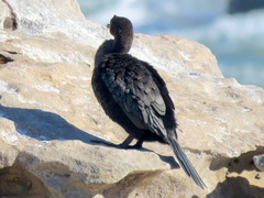 Microcarbo coronatus