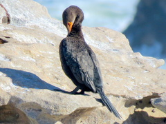 Microcarbo coronatus