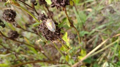 Piezodorus lituratus
