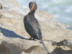 Microcarbo coronatus