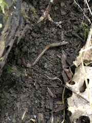 Lumbricus terrestris