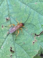 Theronia
