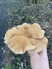 Polyporus radicatus