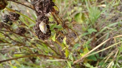 Piezodorus lituratus