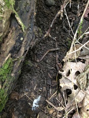 Lumbricus terrestris